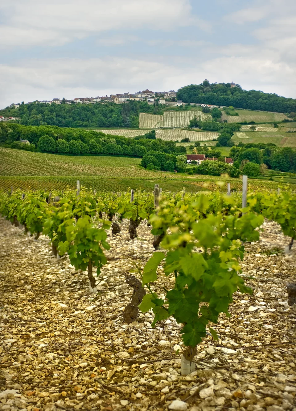 2008-sancerre-gitton-les-montachins-1.jpg
